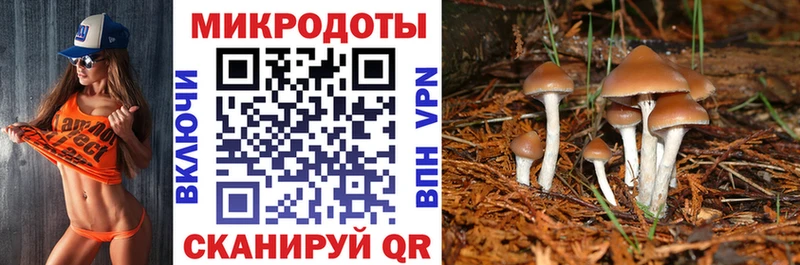 купить цена Ермолино Псилоцибиновые грибы Psilocybe